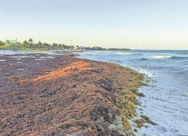 El sargazo invade otra vez el caribe mexicano