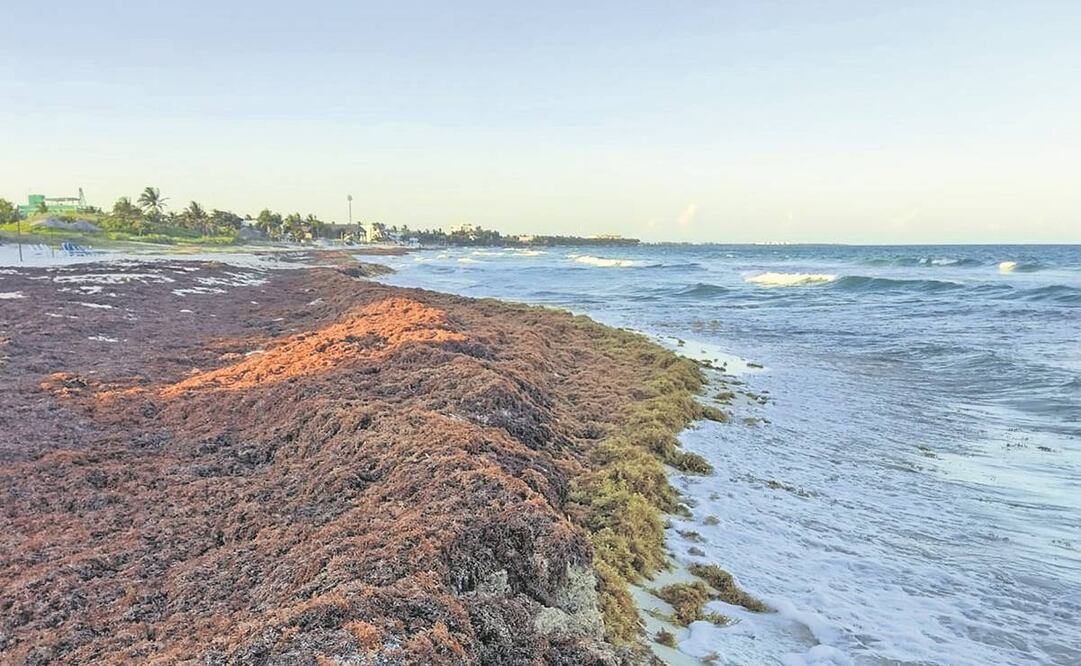Los meses en que arriba en mayor cantidad son mayo y junio. Foto: Rosa Elisa Rodríguez Martínez