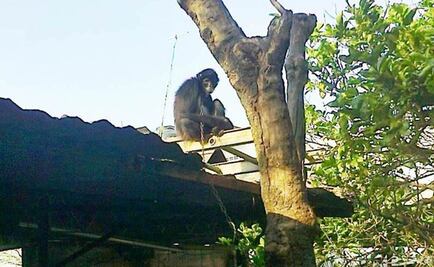 Rescatan a mono araña encadenado a un árbol en Veracruz