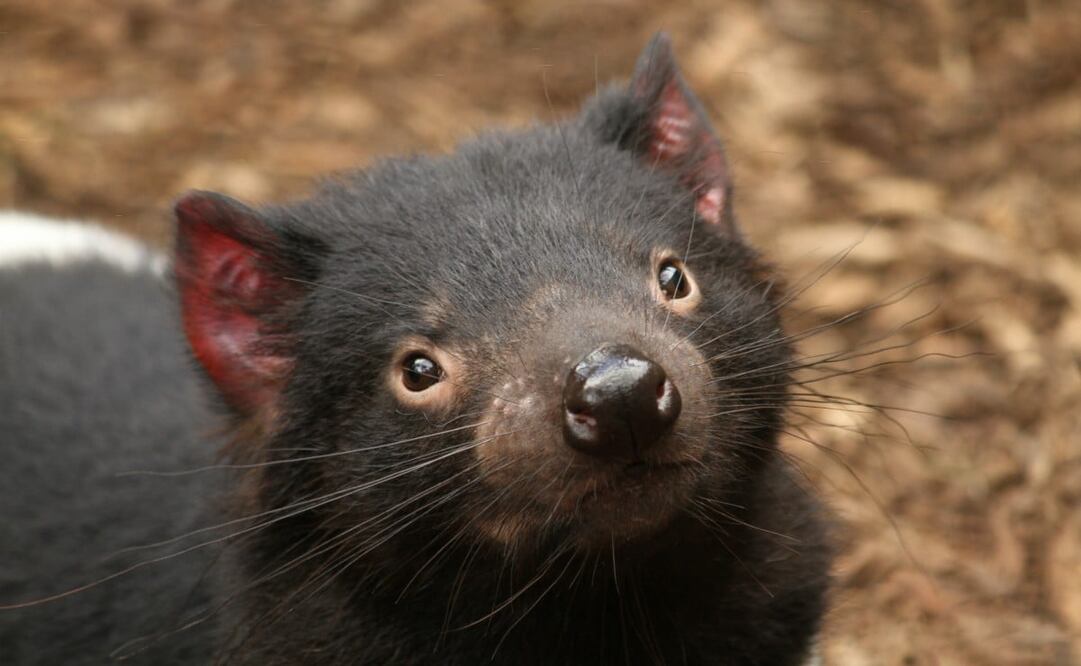 La mordida de un demonio de Tasmania es tan poderosa que puede cortar piel y hueso, aunque su tamaño es el de un gato doméstico grande. Foto: iStock