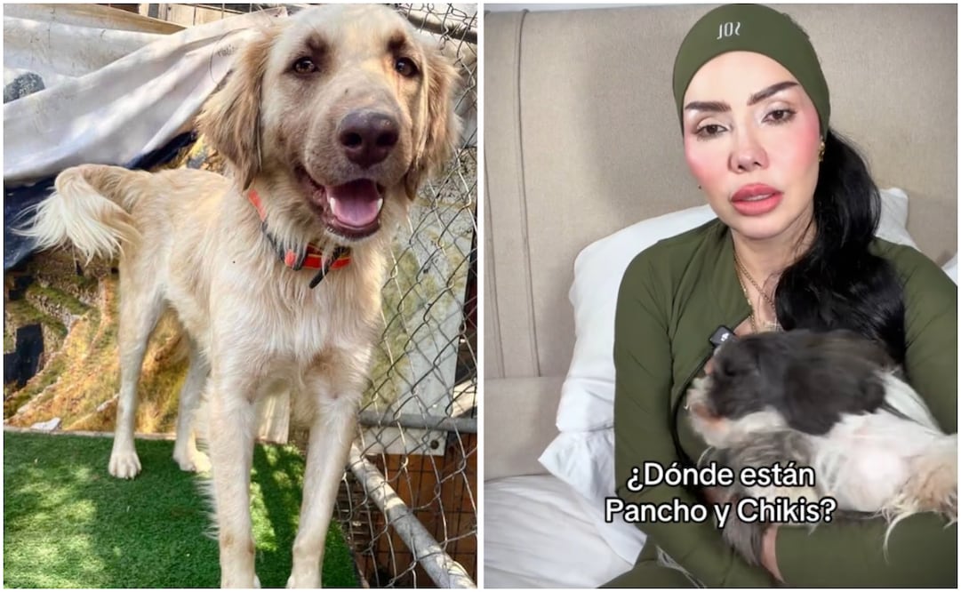 Refugio "Patitas Firmes" acusa a Sol León por presunto abandono de perritos; convoca a marcha pacífica en Tijuana, Baja California. Foto: Facebook / TikTok