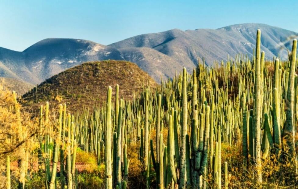 Selección de la editora: 5 paraísos de vida silvestre en México que otros países envidiarían