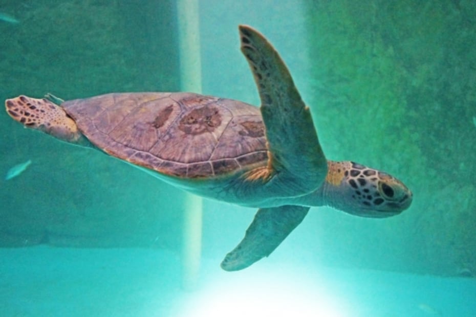 Estos son los pueblos mágicos que tienen playa, del mar de Cortés al Caribe mexicano