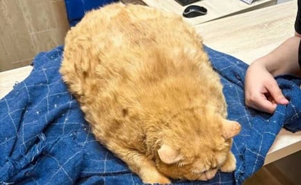 Rescatan de hospital en Rusia a Kroshik, gatito que pesaba 17 kilos y no podía caminar
