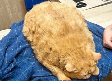 Rescatan de hospital en Rusia a Kroshik, gatito que pesaba 17 kilos y no podía caminar