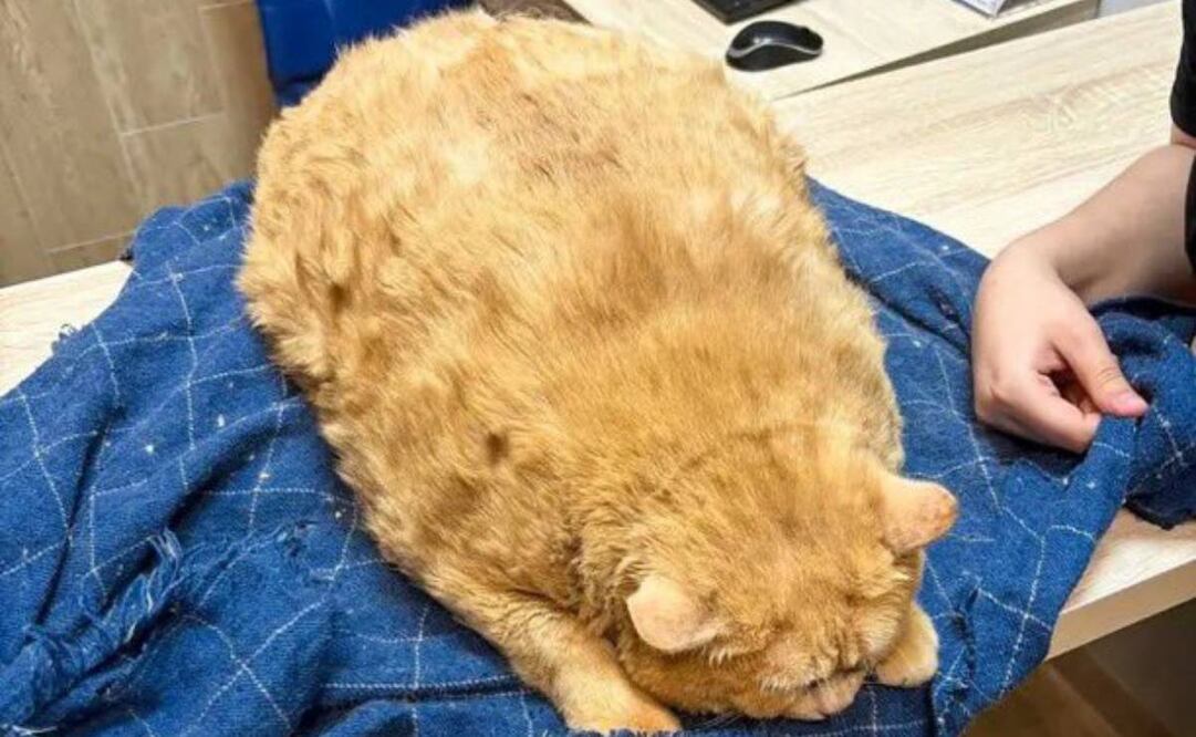Luego de pesar 17 kilos, ahora está en una dieta estricta y recibirá ejercicio para recuperar su peso ideal de 4.5 kilos. Foto: Twitter