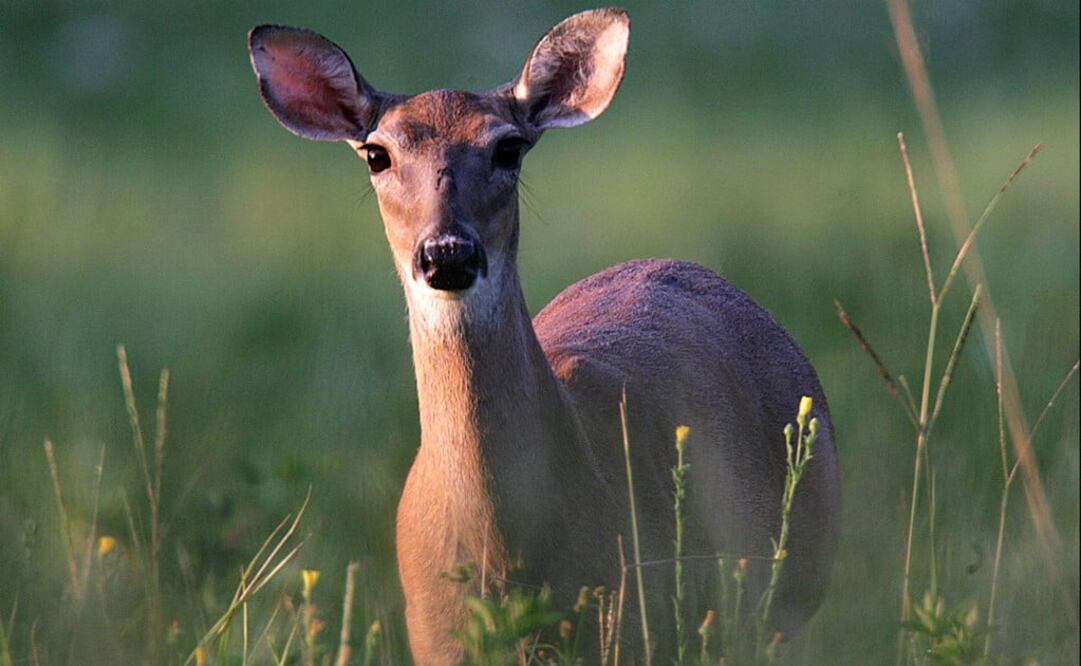 The while-tailed deer - Photo: Dr. Scott M. Lieberman/AP