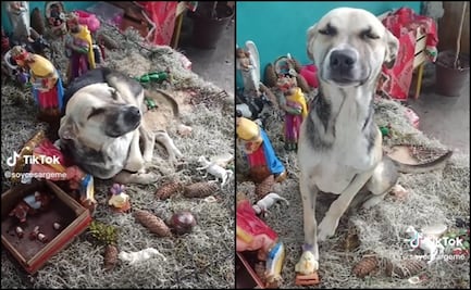 Perrito se queda dormido sobre el nacimiento y se vuelve viral en TikTok