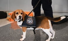 Brigada Beagle identifica mercancías prohibidas en aeropuertos de EU; Seguridad presume trabajo de sus "héroes caninos"