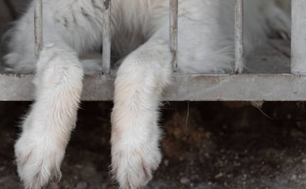 "Come gatos" en Azcapotzalco: ¿Cuáles son las penas sobre maltrato animal en la CDMX?