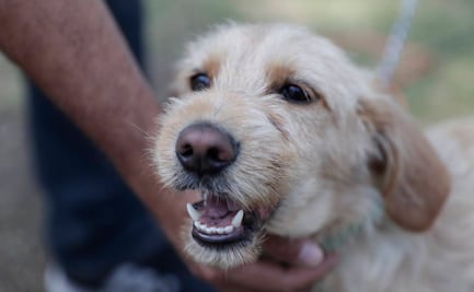 Adopción de perros incrementa 34% en Estados Unidos durante la pandemia