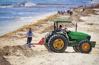 Remueven sargazo y dañan ecosistema