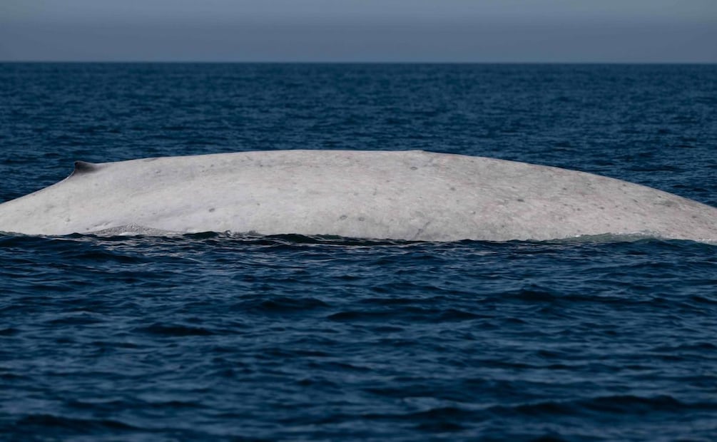 Captan ballena azul con albinismo en Baja California Sur (07/03/2026). Foto: X (@CONANP_mx)