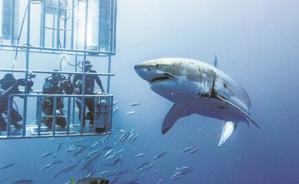 El tiburón no es como lo pintan