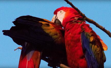 En México quedan menos de 200 guacamayas rojas en libertad: UNAM