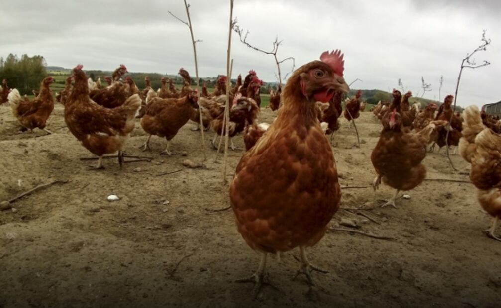 Alza en precio del huevo pone en duda si proviene o no de gallinas libres de jaula