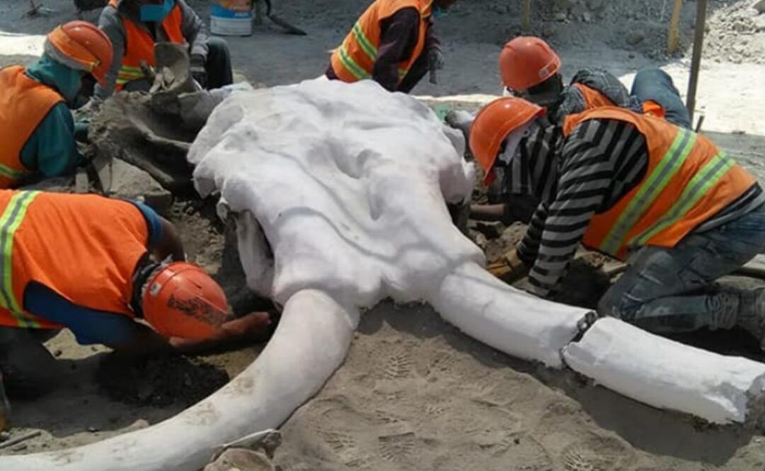Archeologists found hundreds of mammoth remains - Photo: Courtesy of INAH