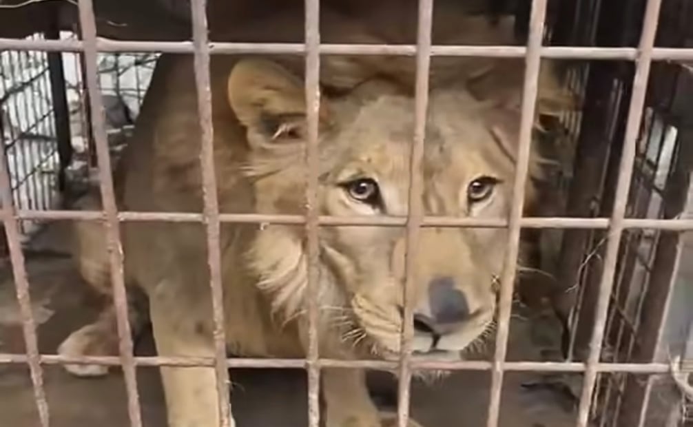 Rescatan a león africano abandonado en una vivienda de Matamoros; será rehabilitado en un centro especializado. Foto: Especial
