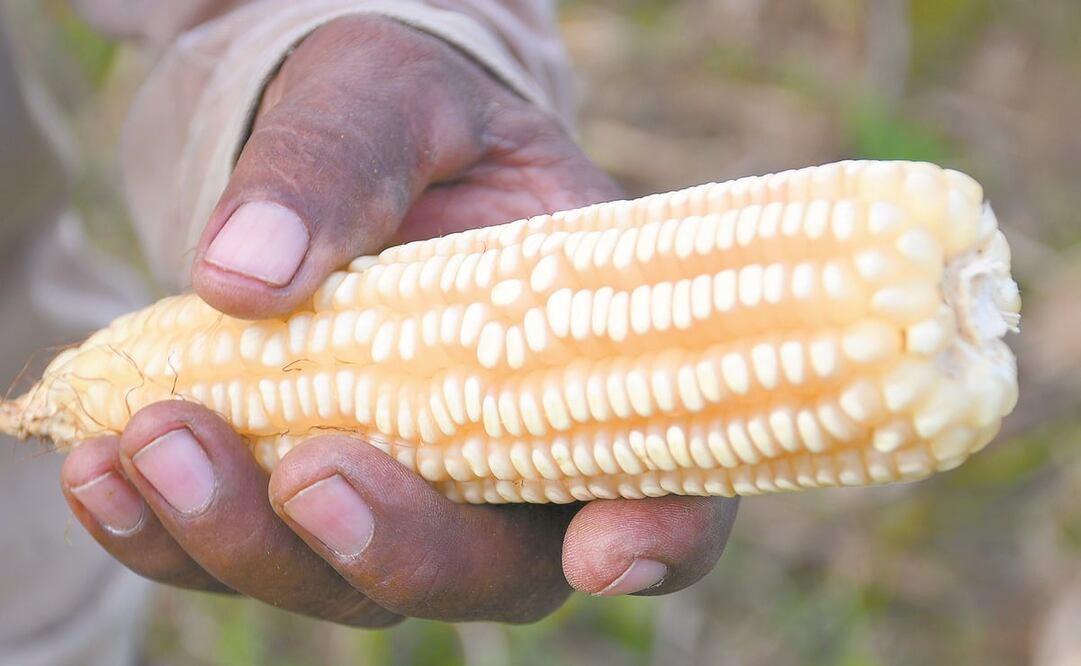Para Smith Ramos es importante que los equipos técnicos de México y de Estados Unidos eliminen las referencias a la salud humana. Foto: Especial
