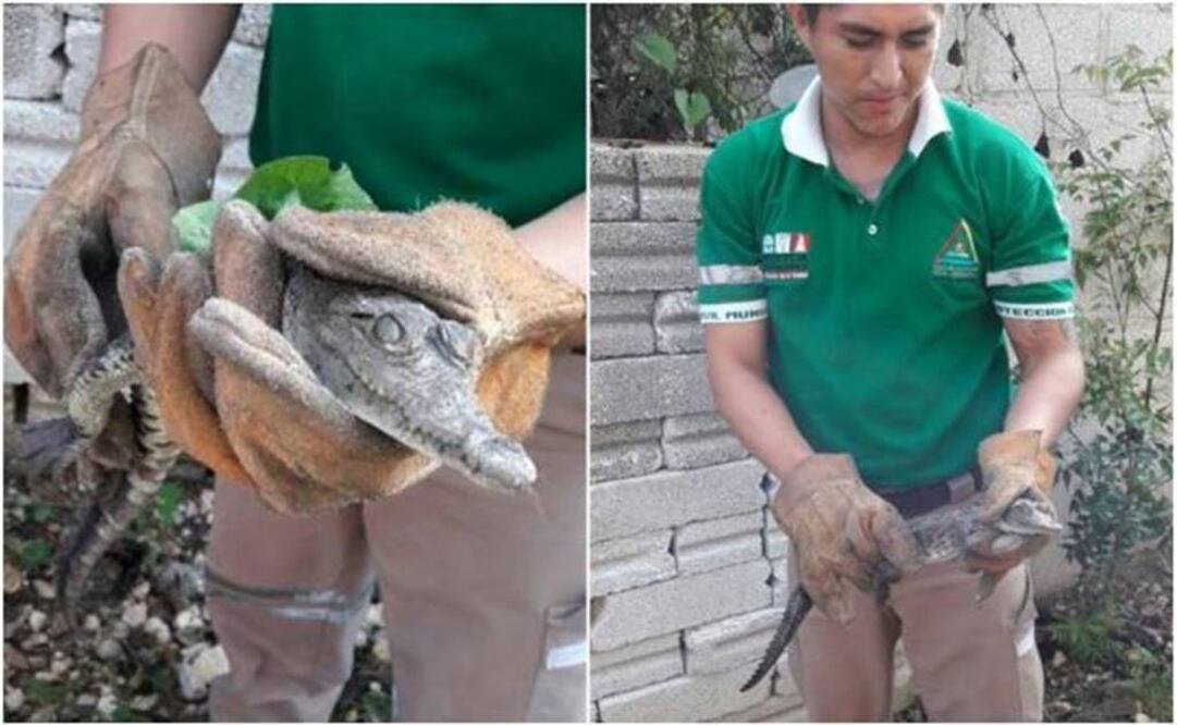 Photo: @TuxtlaPCivil