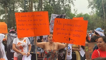 Activistas acusan desidia de autoridades  de Xalapa para atender maltrato animal; denuncian cancelación de campañas de esterilización