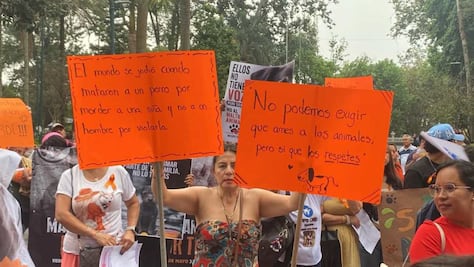 Activistas acusan desidia de autoridades  de Xalapa para atender maltrato animal; denuncian cancelación de campañas de esterilización