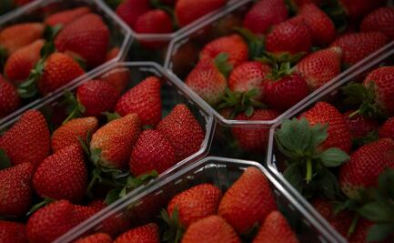 Vinculan en Estados Unidos hepatitis A con fresas mexicanas