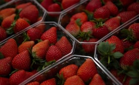 EU impone cuotas compensatorias de hasta 5.28% a fresas mexicanas; acusa competencia desleal