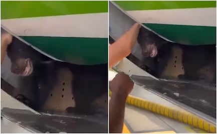¿Oso retrasa vuelo en Dubái? Escapa de su jaula en bodega de avión y así lo captan