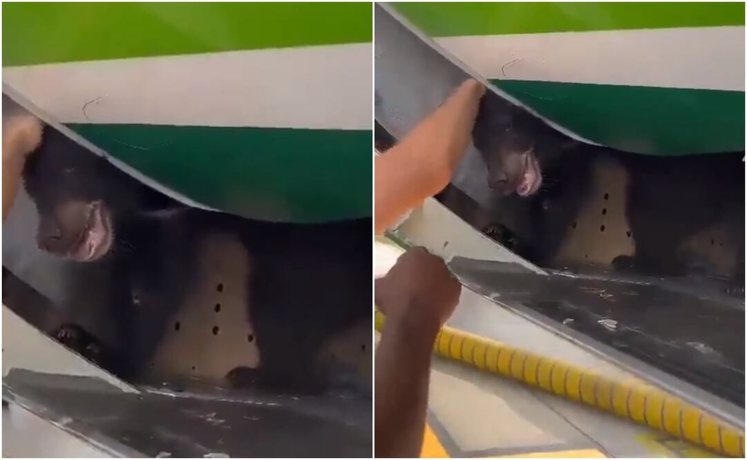 Oso escapa de su jaula en Aeropuerto de Irak. Foto: Capturas de Twitter