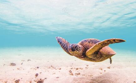 Fundaciones cuidan mares en el Día Mundial de los Océanos