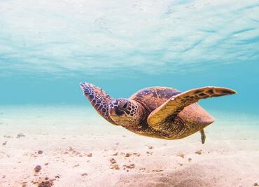 Fundaciones cuidan mares en el Día Mundial de los Océanos