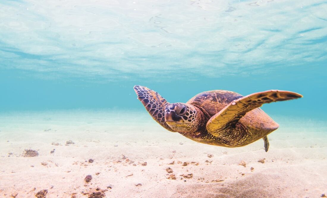 El Día Mundial de los Océanos fue creado en 1992 y oficializado por las Naciones Unidas en 2009. Foto: Archivo EL UNIVERSAL