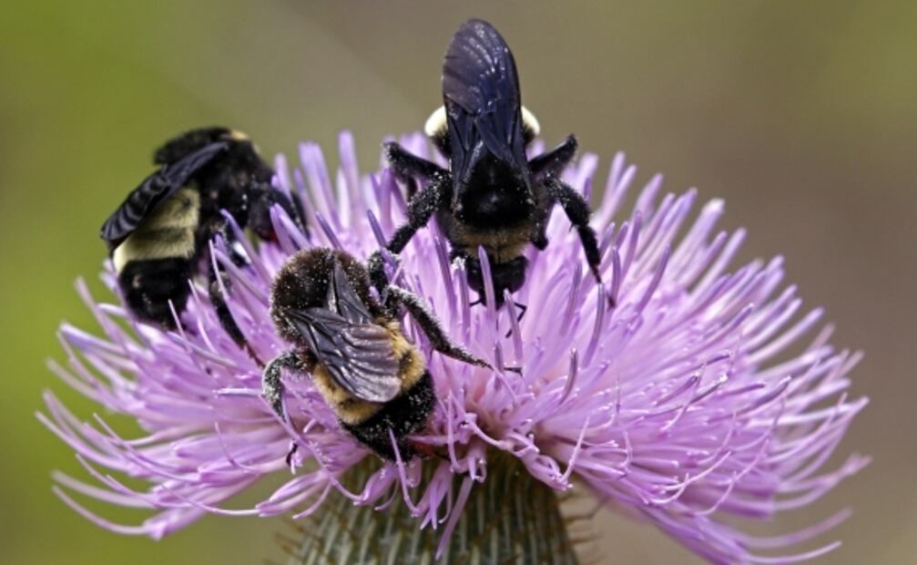 Casos de Covid-19 aumentarían hasta 30% por polen de primavera: estudio