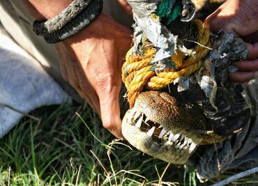 Tras días de búsqueda, capturan a cocodrilo en estanque de ejido en Tamaulipas; es llevado a Zoológico Tamatán