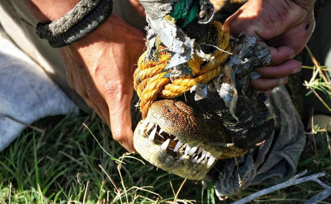 Tras la captura del cocodrilo, la Procuraduría Federal de Protección al Ambiente (Profepa), determinará el destino del ejemplar hallado en un estanque en Tamaulipas (07/02/2025). Foto: Especial
