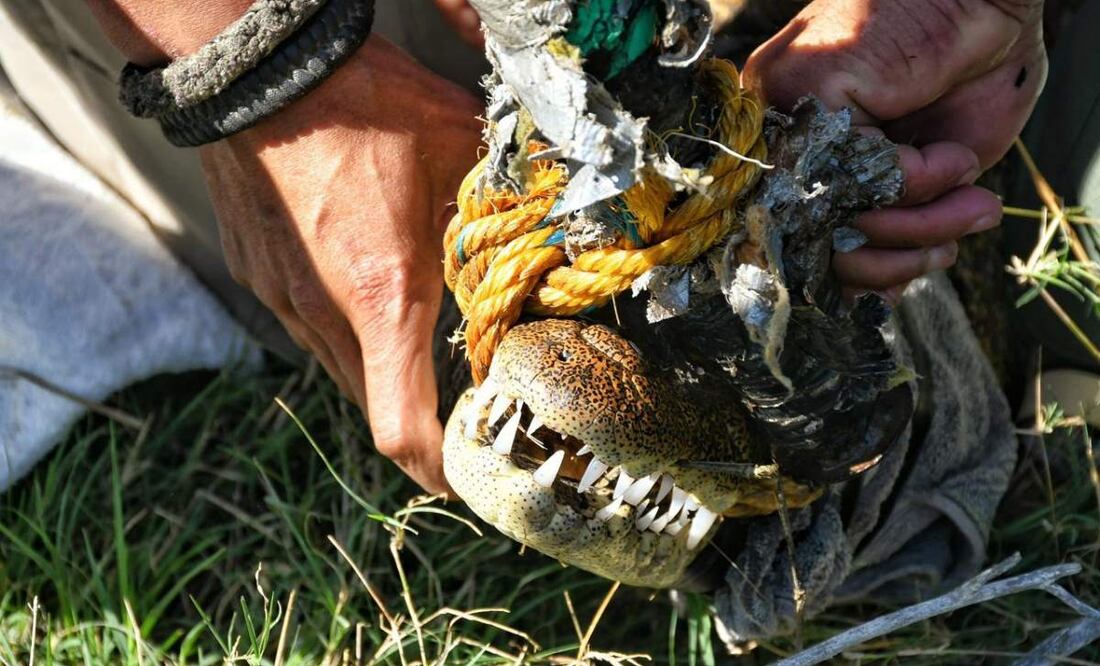 Tras la captura del cocodrilo, la Procuraduría Federal de Protección al Ambiente (Profepa), determinará el destino del ejemplar hallado en un estanque en Tamaulipas (07/02/2025). Foto: Especial