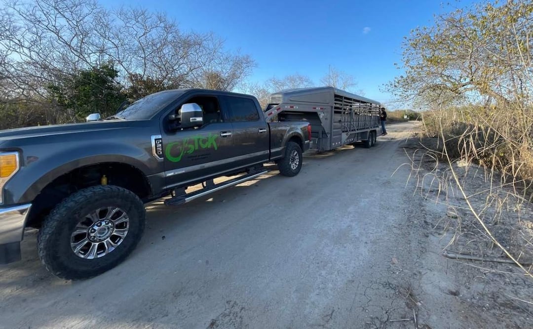 El santuario natural Ostok ha contribuido con las autoridades al rescate de nueve grandes felinos, entre tigres de bengala y leones en Sinaloa (20/02/2025). Foto: Especial