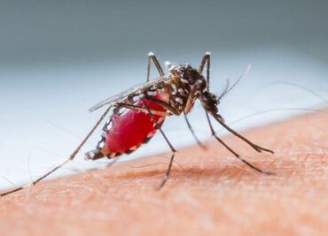 El depredador que mató a la mitad de la humanidad