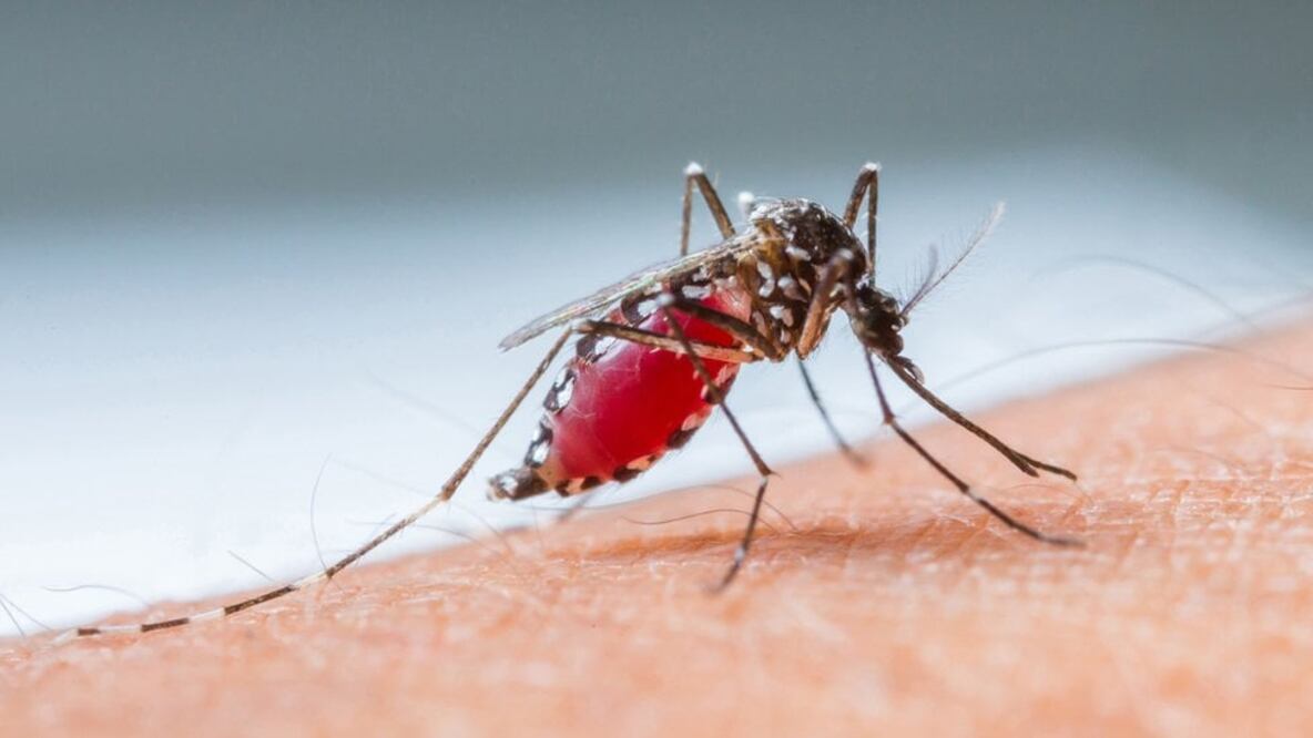La malaria o paludismo se transmite entre los seres humanos a través de mosquitos hembras del género Anopheles, cuyas 465 especies formalmente reconocidas habitan prácticamente en todo el mundo. Foto: Getty Images