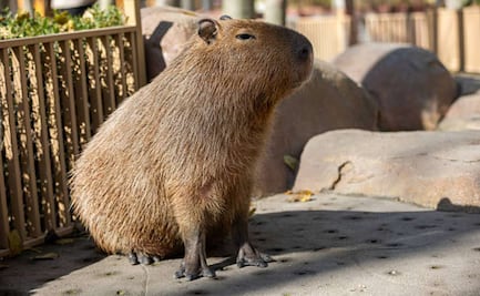 Detienen a 8 personas por apalear a un capibara en Río de Janeiro; sufre un traumatismo craneal