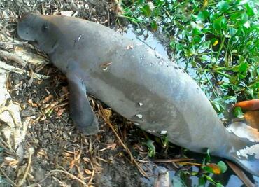 Lanzan campaña para prevenir muertes de manatíes en México; esto debes hacer si ves alguno en problemas