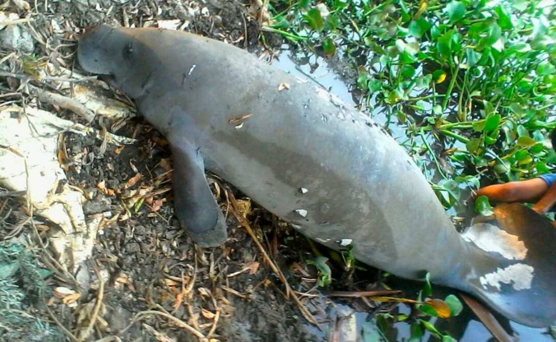 La campaña Guardianes del Manatí busca prevenir muertes masivas de esta especie como las que ocurren cada año desde 2018. Foto: Especial