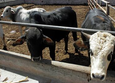 Reclasificación de EU a estatus zoosanitario de México afectará exportación de ganado, advierten