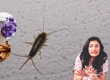 5 remedios caseros para eliminar los pececillos de plata de tu casa