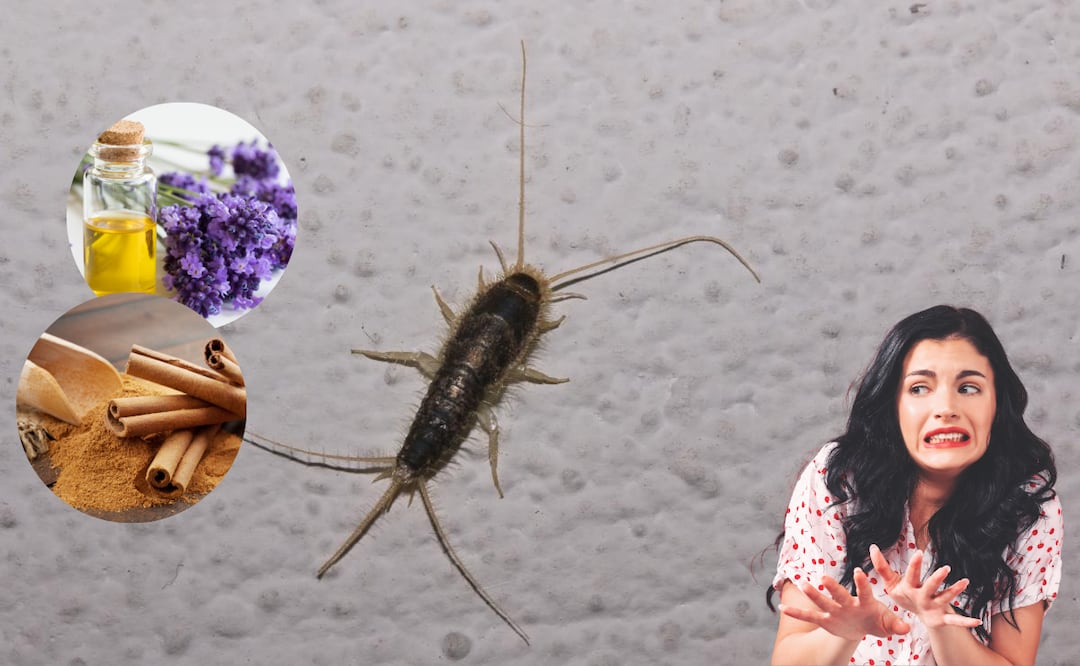 Los pececillos de plata, también conocidos como Lepisma saccharina, son una de las plagas más comunes en los hogares. 
Foto: El Universal