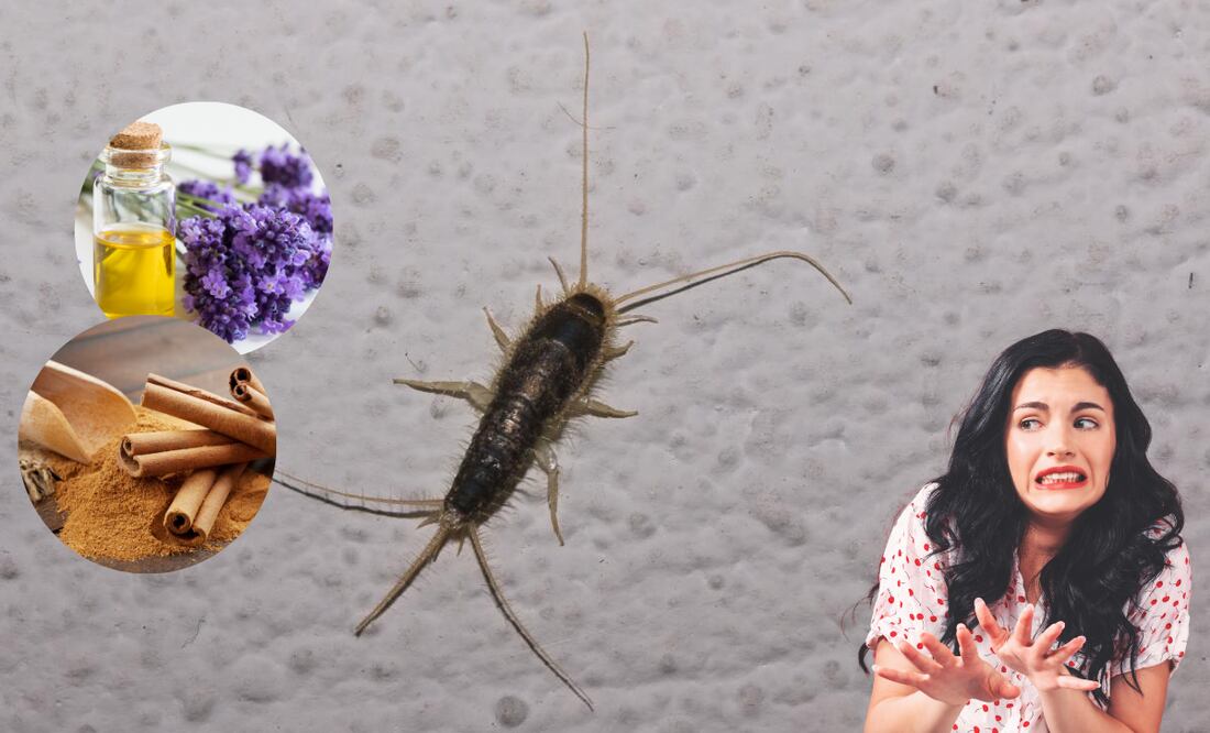 Los pececillos de plata, también conocidos como Lepisma saccharina, son una de las plagas más comunes en los hogares.
Foto: El Universal