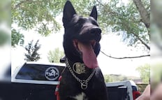 Muere "Vico", perro policía de Chihuahua; fue agredido a machetazos durante un operativo por violencia familiar
