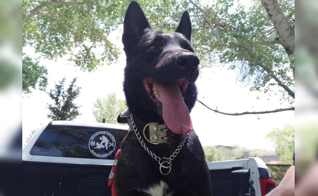 Muere "Vico", perro policía de Chihuahua; fue agredido a machetazos durante operativo de violencia familiar.
Foto: Especial.