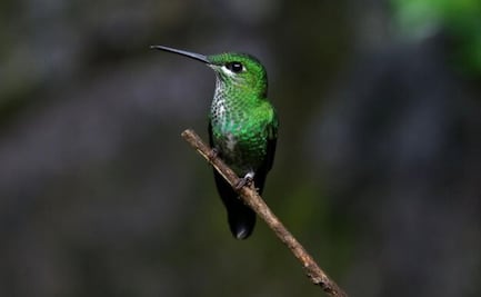 6 curiosidades sobre los colibríes que debes saber